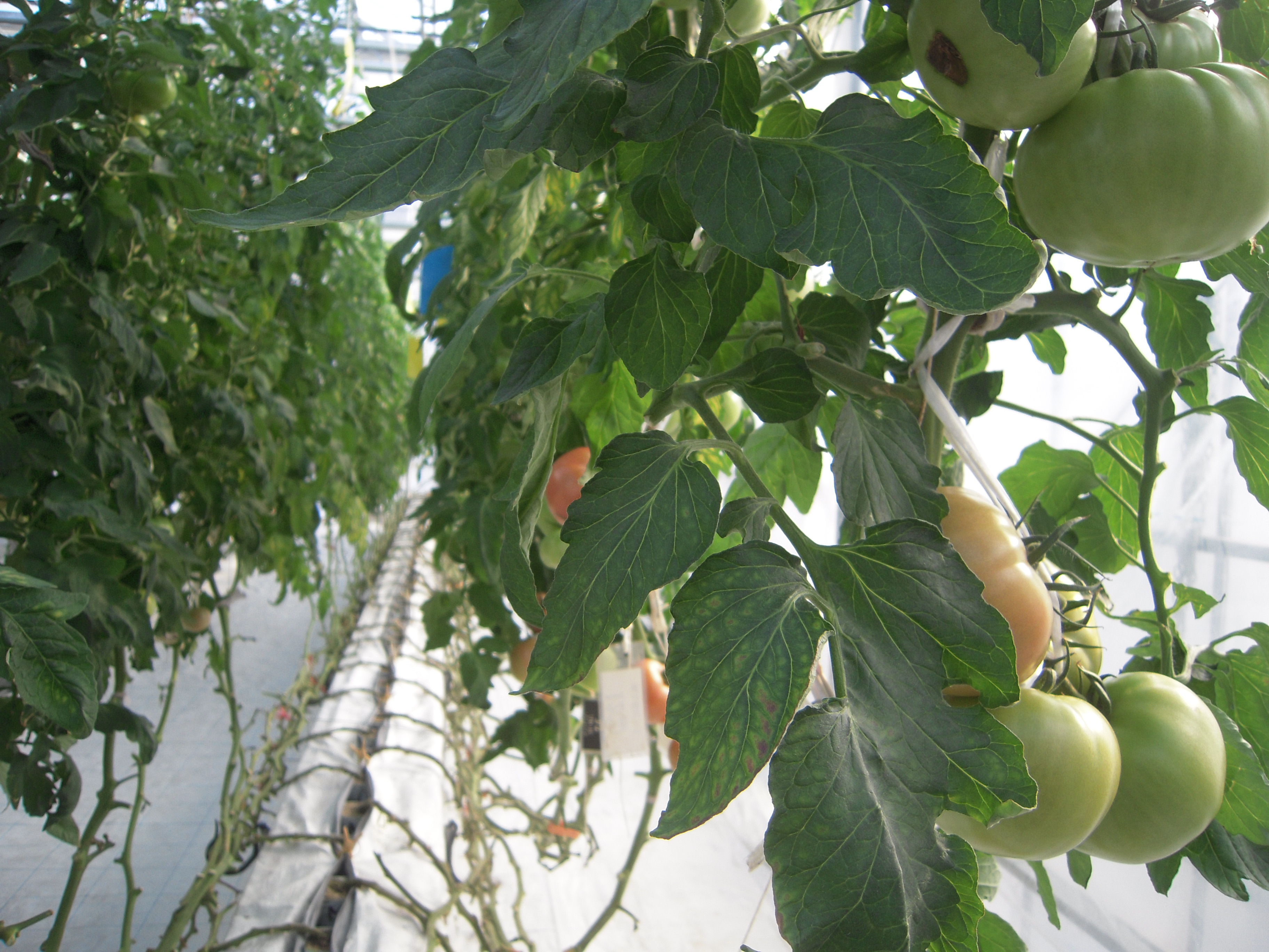 青々とした植物工場のトマト