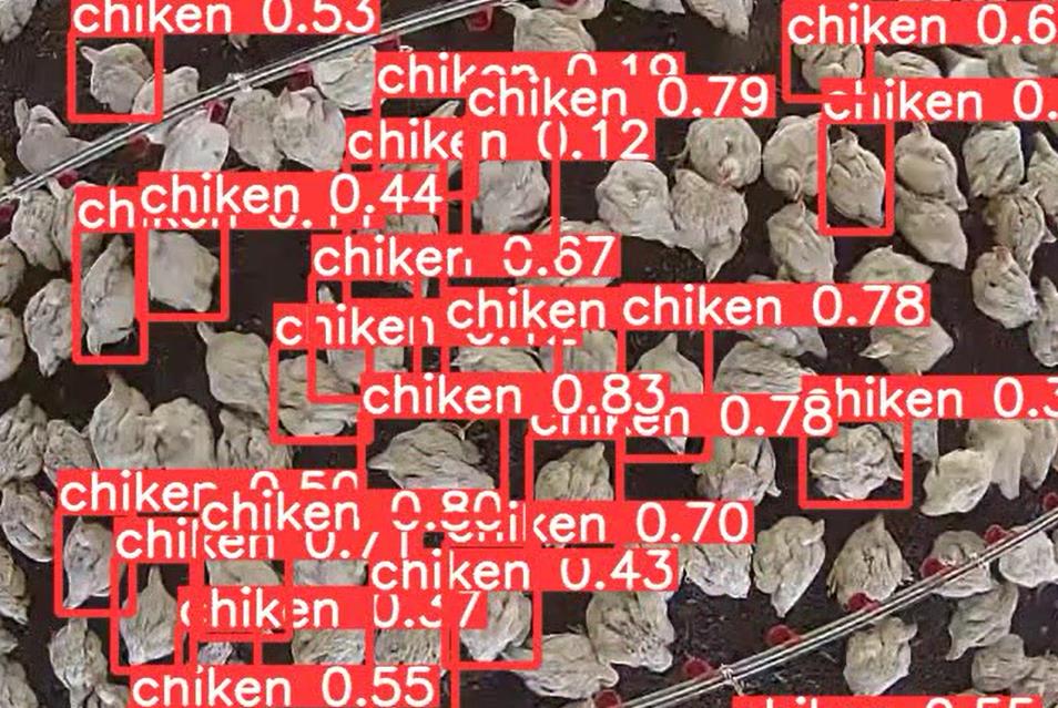 AIで肉鳥の体重測定中